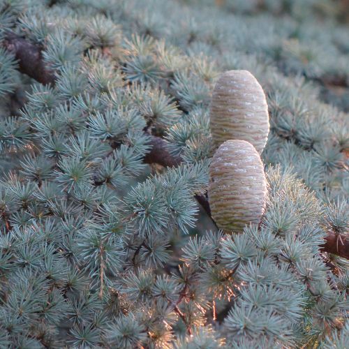 CEDRUS